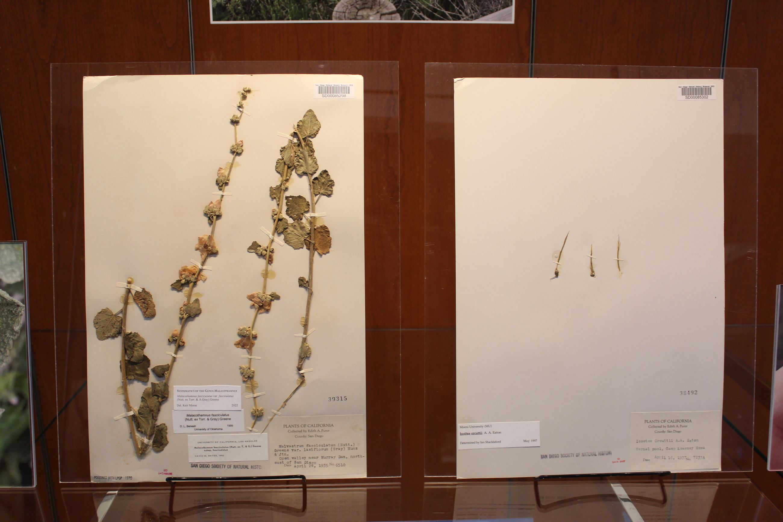Specimens 3