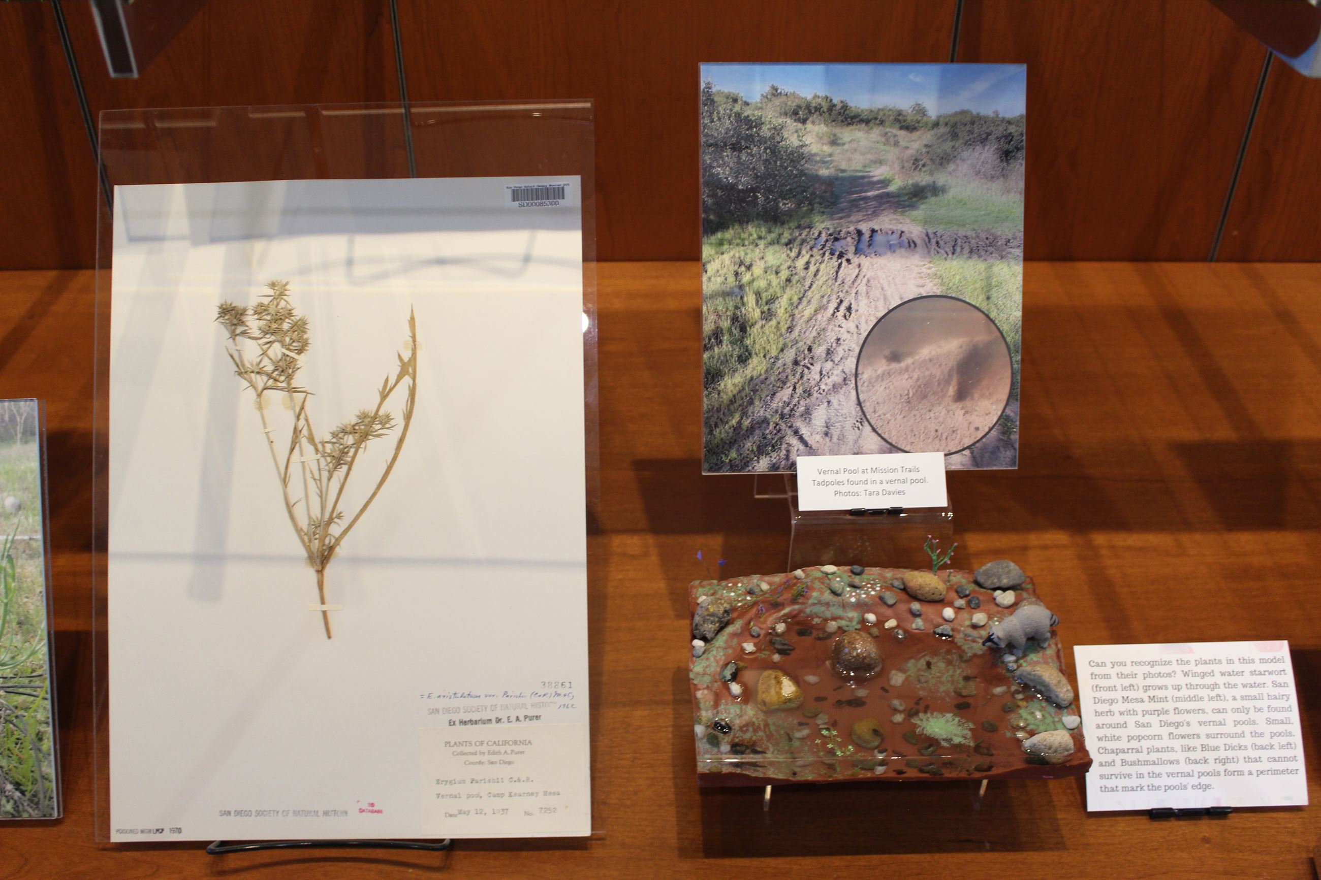 Specimens 4 with vernal pool example