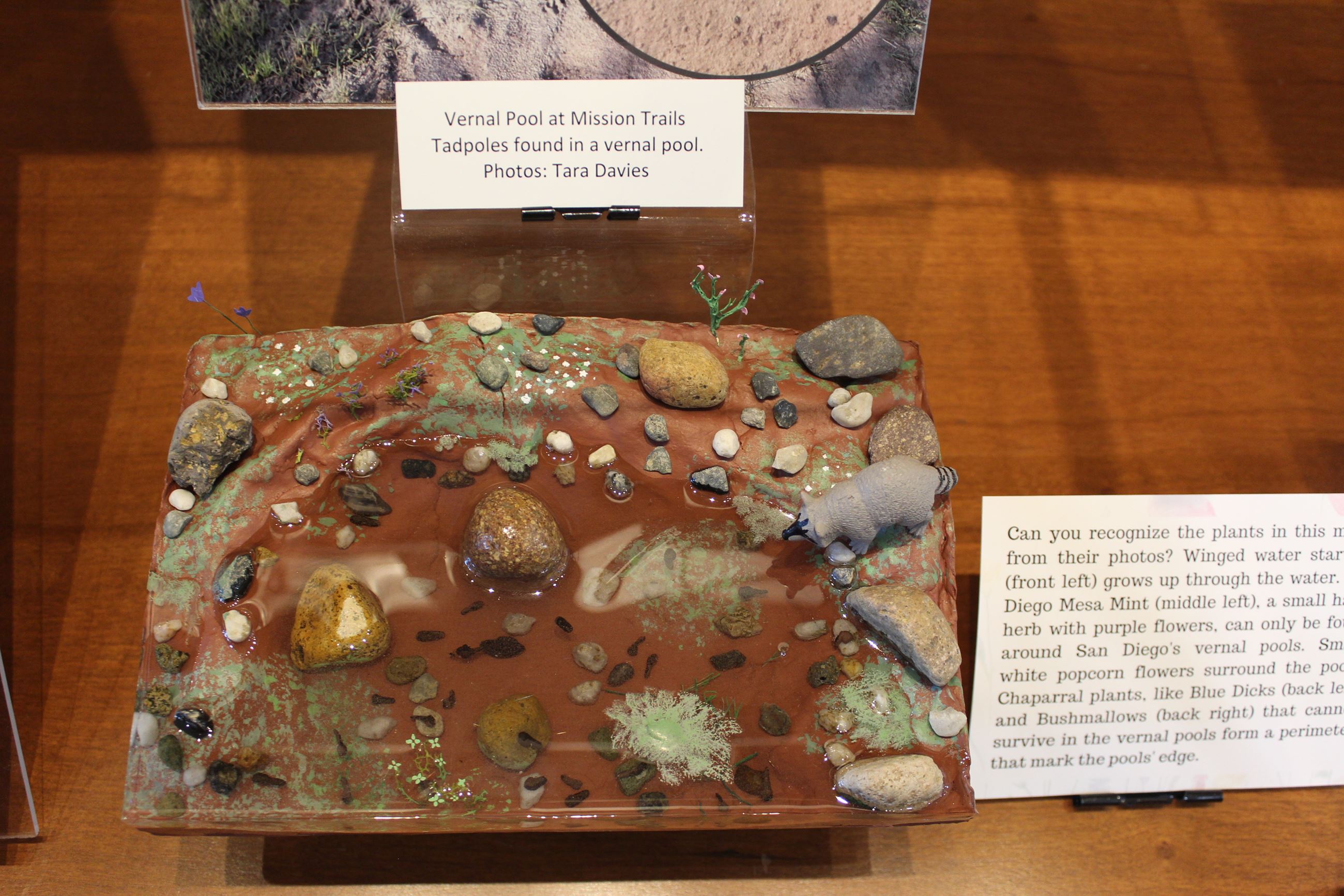  vernal pool example 2